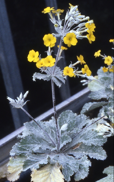 Primula kewensis